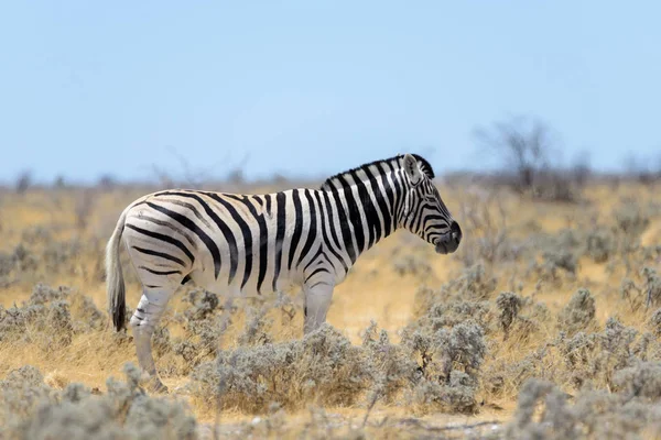 Zèbre Sauvage Marchant Dans Savane Africaine Gros Plan — Photo