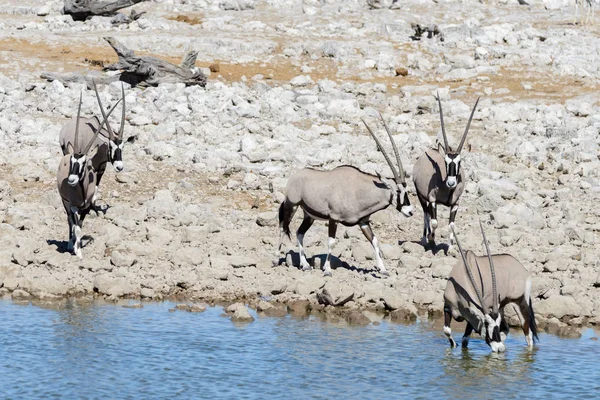 Wild Oryx Antelope African Savannah — Stock Photo, Image