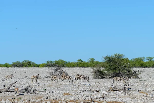 Antílopes Kudu Selvagens Savana Africana — Fotografia de Stock