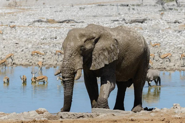 Elefante Africano Salvaje Abrevadero Sabana — Foto de Stock