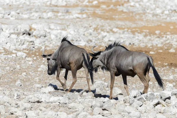 Wild Gnu Antelope African National Park — Stock Photo, Image