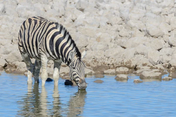 Zebras Selvagens Água Potável Buraco Água Savana Africana — Fotografia de Stock