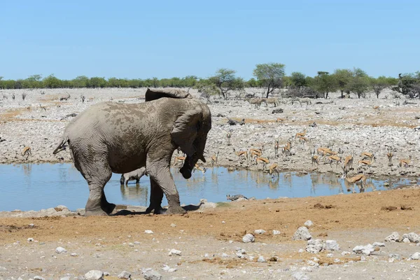 Elefante Africano Salvaje Abrevadero Sabana — Foto de Stock