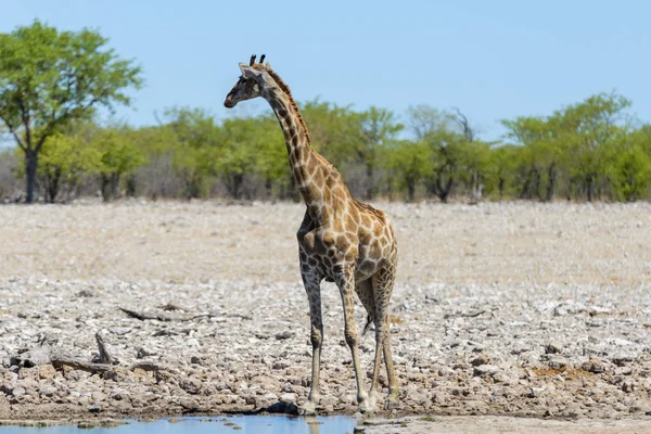 Birikintisinin Afrika Savana Zürafa — Stok fotoğraf