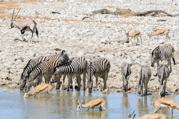 Animais Selvagens Africanos Gnu Kudu Orix Springbok Zebras Água Potável — Fotografia de Stock