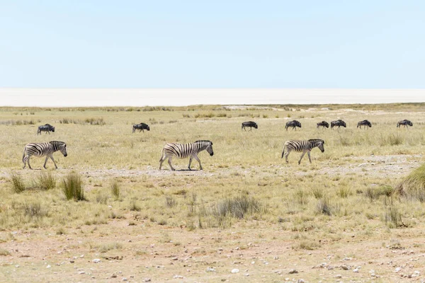 Zèbres Sauvages Marchant Dans Savane Africaine Avec Des Antilopes Gnu — Photo
