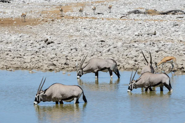 Antílope Oryx Selvagem Savana Africana — Fotografia de Stock