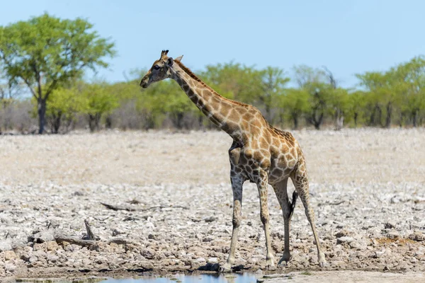 Birikintisinin Afrika Savana Zürafa — Stok fotoğraf