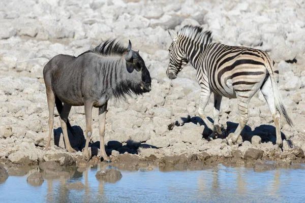 Wild African Animals Gnu Kudu Orix Springbok Zebras Drinking Water — 图库照片