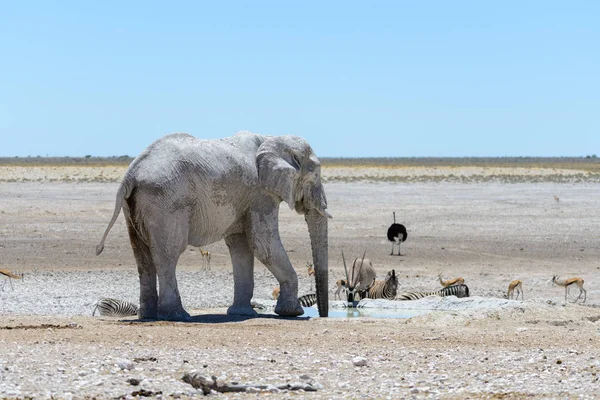 Wild African Elephant Waterhole Savanna — Stock Photo, Image