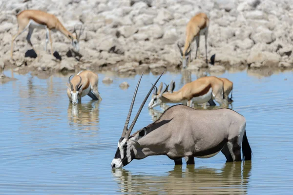 Afrika Savana Vahşi Afrika Antilobu Antilop — Stok fotoğraf