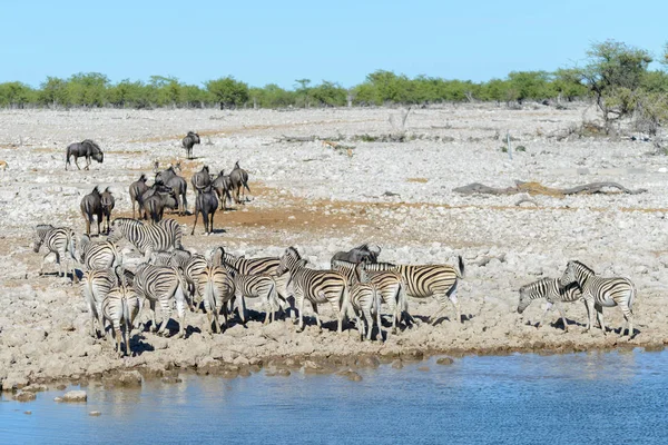 Dzikie Zwierzęta Afryki Gnu Kudu Orix Springbok Zebry Wody Pitnej — Zdjęcie stockowe