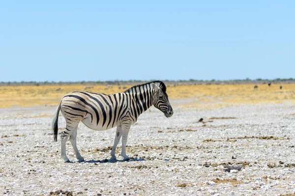 Vilda Zebra Promenader Den Afrikanska Savannen Närbild — Stockfoto