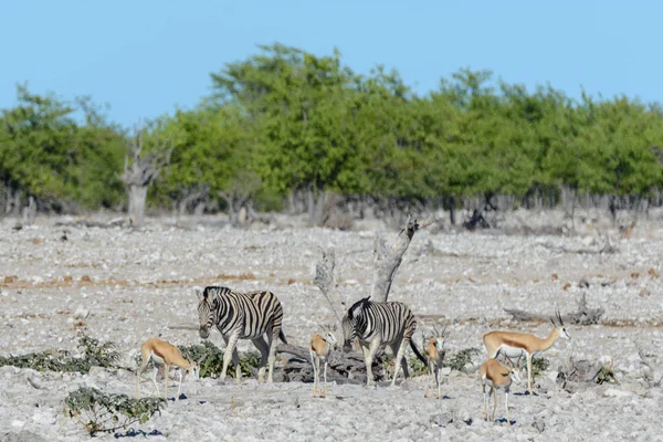 Cebras Silvestres Caminando Sabana Africana — Foto de Stock