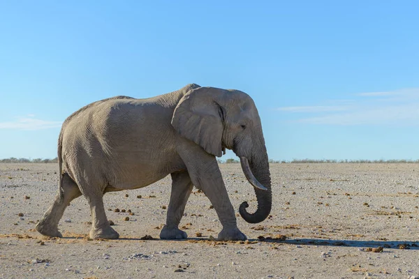 アフリカのサバンナを歩く野生のゾウ — ストック写真