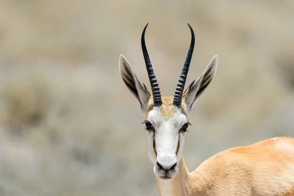 Springbok Selvagem Antílope Retrato Savana Africana Perto — Fotografia de Stock