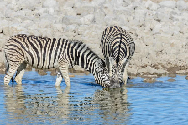 Zebras Selvagens Água Potável Buraco Água Savana Africana — Fotografia de Stock