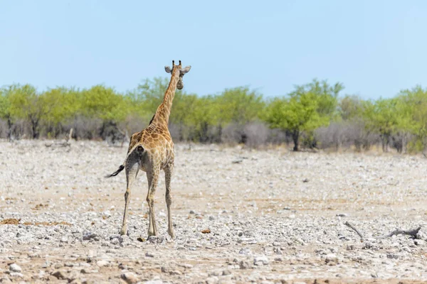 Žirafa Napajedlo Africké Savaně — Stock fotografie