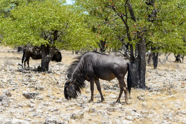 Antílope Gnu Selvagem Parque Nacional Africano — Fotografia de Stock