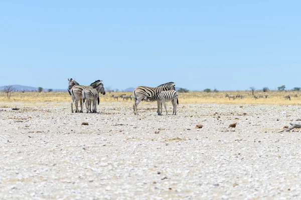 Zèbres Sauvages Marchant Dans Savane Africaine — Photo