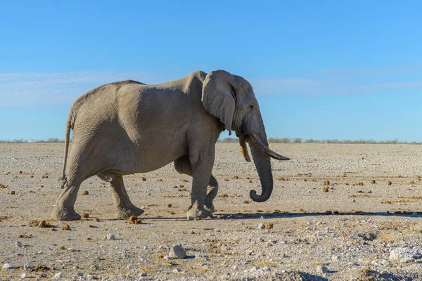 Elefante Salvaje Caminando Sabana Africana — Foto de Stock