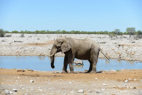 Elefante Africano Salvaje Abrevadero Sabana — Foto de Stock