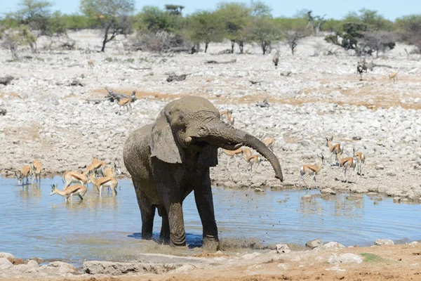 Például Savanna Víznyelő Vadon Élő Afrikai Elefánt — Stock Fotó