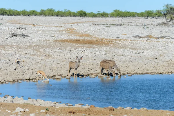 Antílopes Kudu Selvagens Savana Africana — Fotografia de Stock