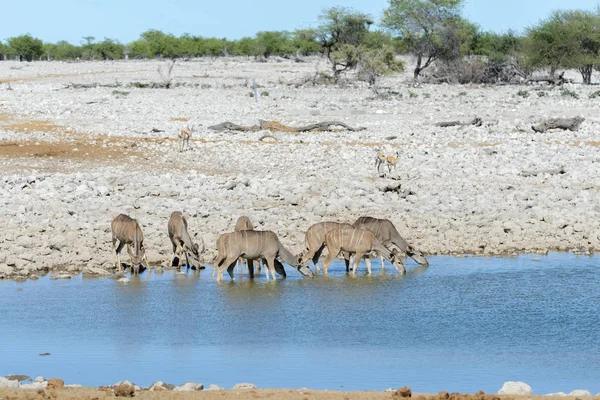 Antílopes Kudu Selvagens Savana Africana — Fotografia de Stock