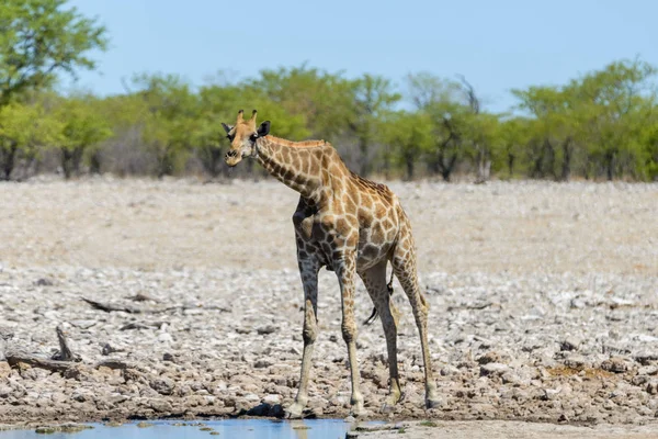 Girafa Buraco Água Savana Africana — Fotografia de Stock