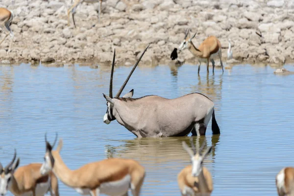 Afrika Savana Vahşi Afrika Antilobu Antilop — Stok fotoğraf