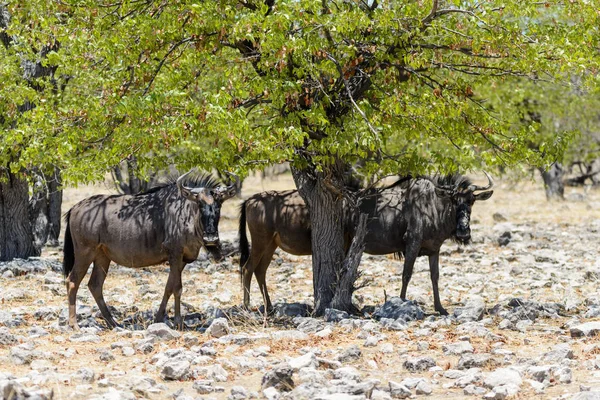 Vad Gnu Antilop Ban Afrikai Nemzeti Park — Stock Fotó