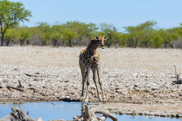 Жираф Водопое Африканской Саванне — стоковое фото