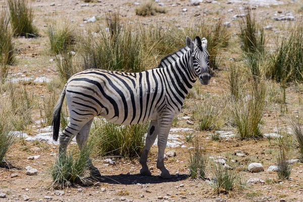 Zebra Selvatica Che Cammina Nella Savana Africana Vicino — Foto Stock