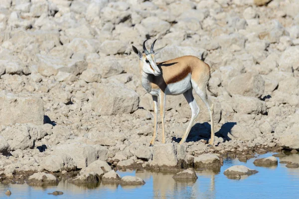 Vilda Springbok Antiloper Den Afrikanska Savannen — Stockfoto