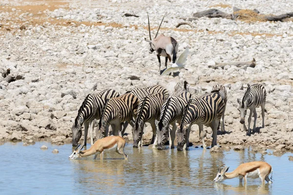 Zebras Selvagens Água Potável Buraco Água Savana Africana — Fotografia de Stock