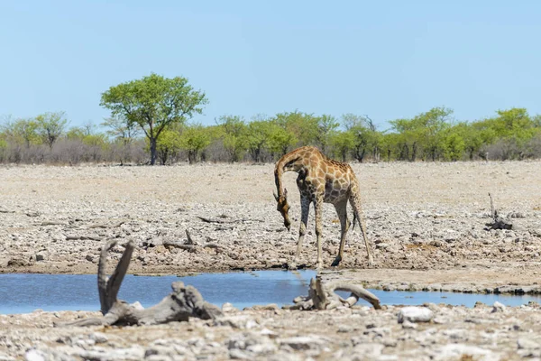 Καμηλοπάρδαλη Πόσιμου Νερού Στην Waterhole Στην Αφρικανική Σαβάνα — Φωτογραφία Αρχείου