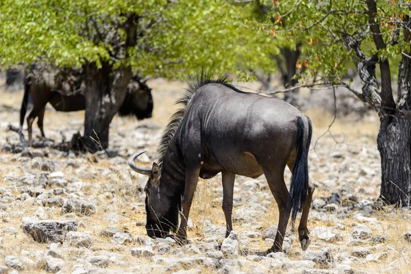 Antílope Gnu Selvagem Parque Nacional Africano — Fotografia de Stock