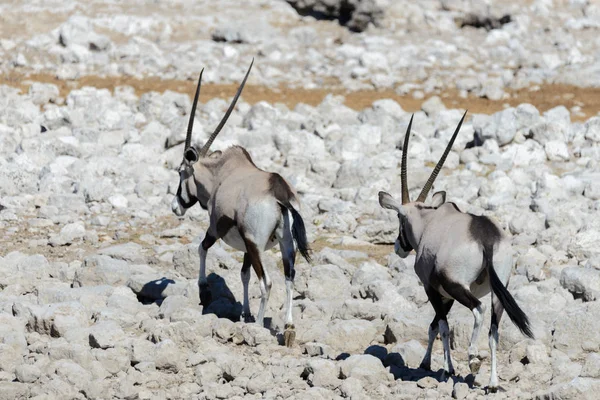 Vilda Oryx Antilop Den Afrikanska Savannen — Stockfoto