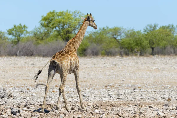 Žirafa Napajedlo Africké Savaně — Stock fotografie