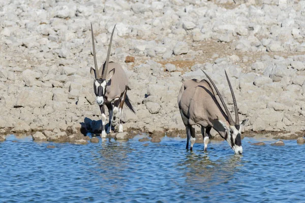 Afrika Savana Vahşi Afrika Antilobu Antilop — Stok fotoğraf