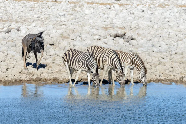 Wild African Animals Gnu Kudu Orix Springbok Zebras Drinking Water — 图库照片