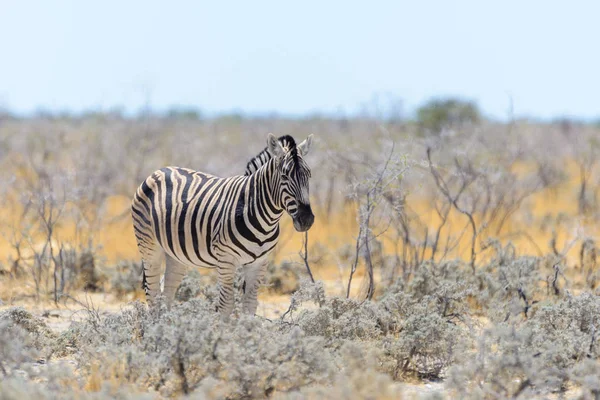 Wild Zebra Spaceru Afrykańskiej Sawanny Bliska — Zdjęcie stockowe