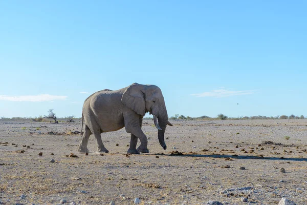 在非洲大草原上行走的野生大象 — 图库照片