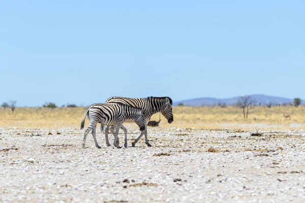 Wild Zebra Matki Cub Spaceru Afrykańskiej Sawanny — Zdjęcie stockowe