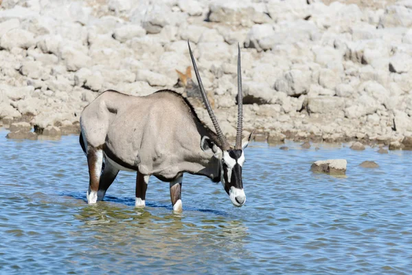 Wild Oryx Antilopen Afrikaanse Savanne — Stockfoto