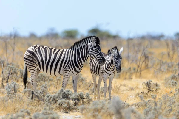 Vad Zebra Anya Kölyök Séta Afrikai Szavanna — Stock Fotó
