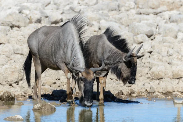 Antilope Gnu Sauvage Dans Parc National Africain — Photo