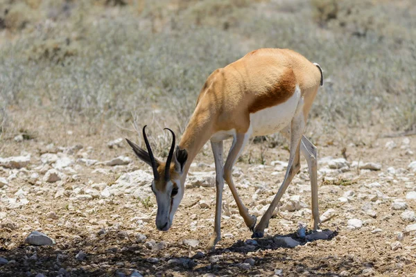 Ritratto Antilope Primaverile Selvatica Nella Savana Africana Vicino — Foto Stock