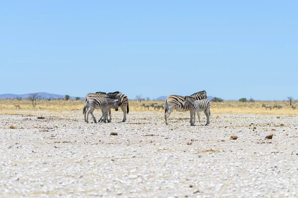 Cebras Silvestres Caminando Sabana Africana — Foto de Stock